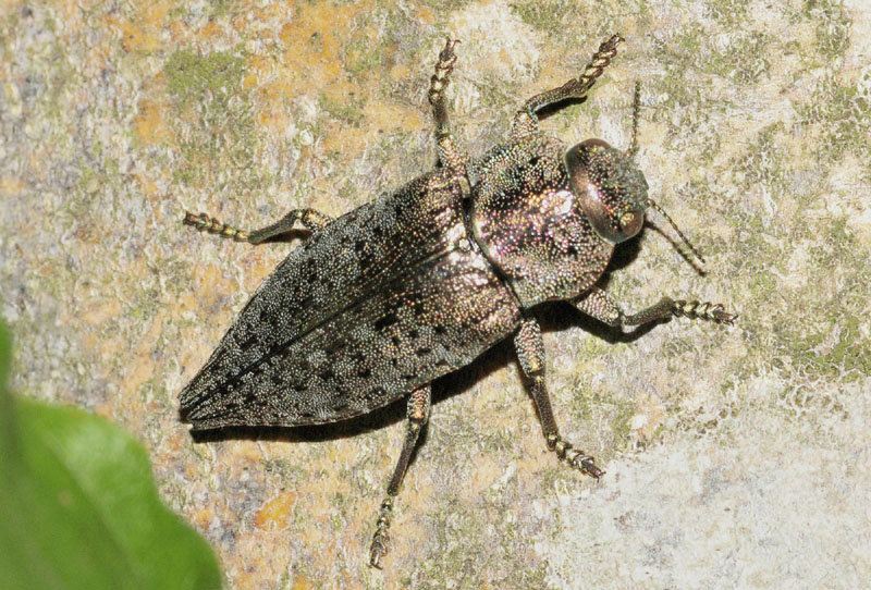 Buprestidae:  Dicerca berolinensis